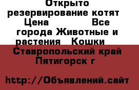 Открыто резервирование котят › Цена ­ 15 000 - Все города Животные и растения » Кошки   . Ставропольский край,Пятигорск г.